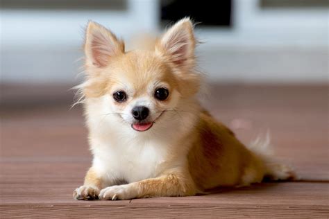 Find Chihuahua dogs and puppies from South Carolina breeders. . Chihuahua for sale